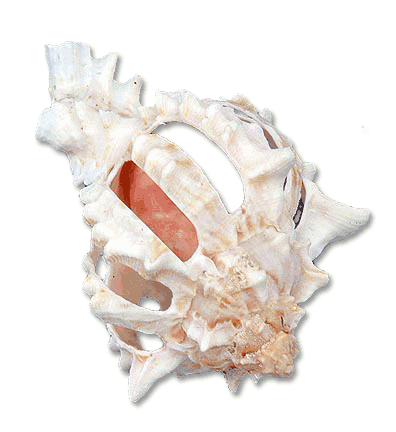Muti-Cut Pink Murex Seashells - Sliced Craft Shells - California