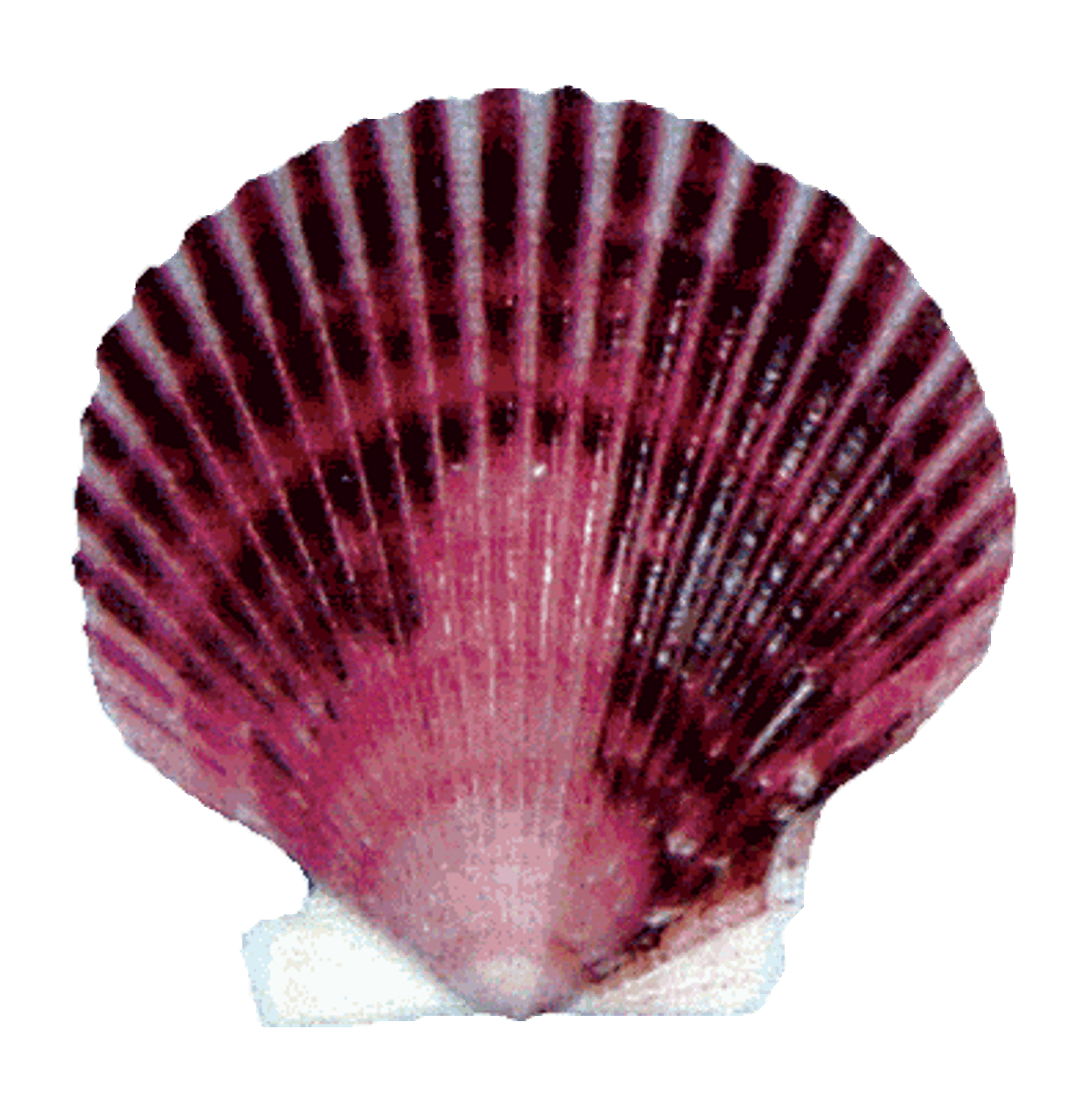 Purple Scallop Seashells - California Seashell Company