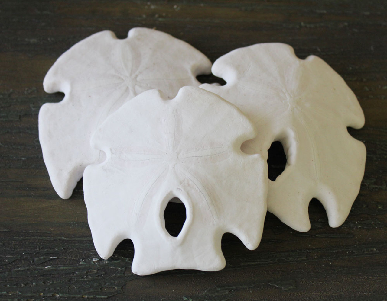 Sand Dollar Set of 10 Real Sand Dollars 3-3 1/2 Sand Dollar Shells