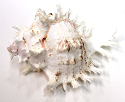 Ramsses Shell Large Ramose Murex Seashells - Murex Ramosus - Rams Shell - California ...