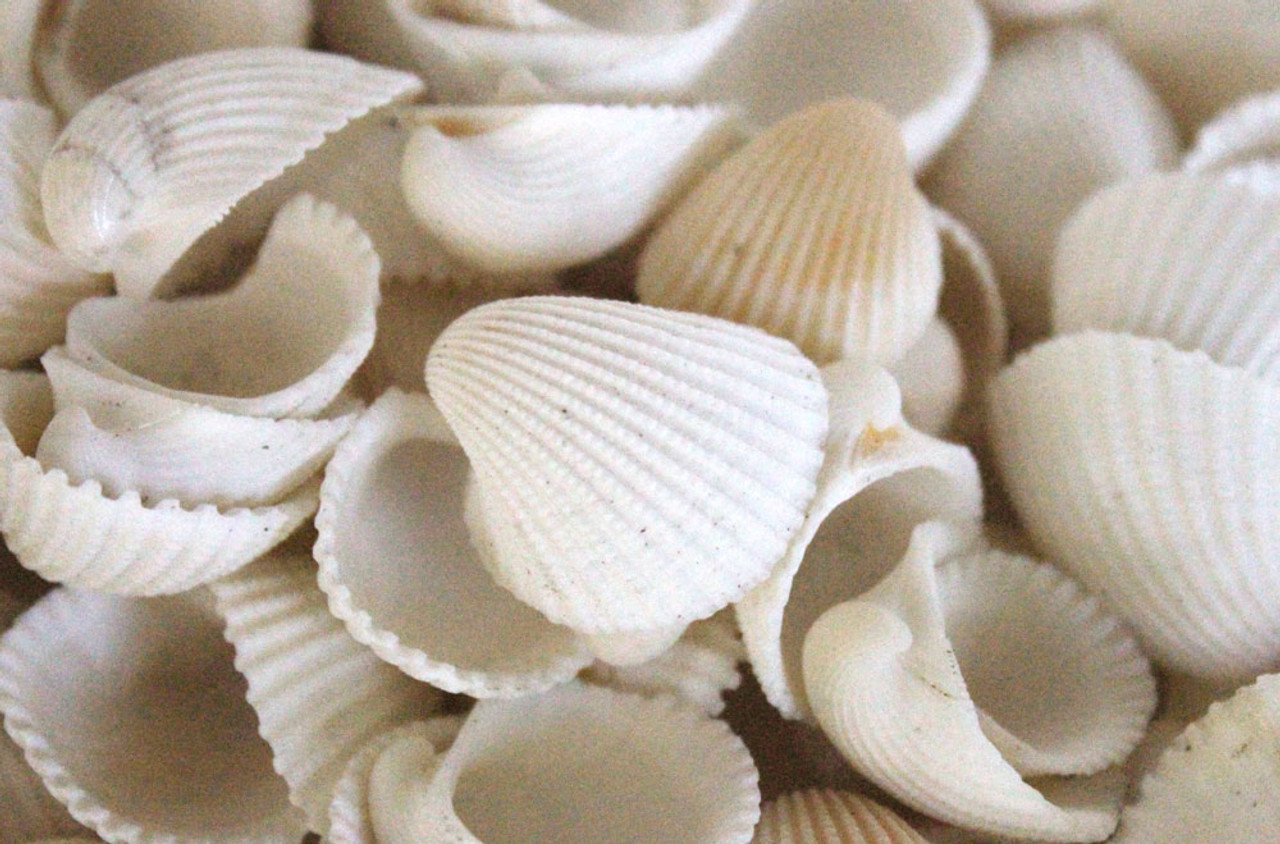 Case of small wholesale Clam Rose shells for crafts