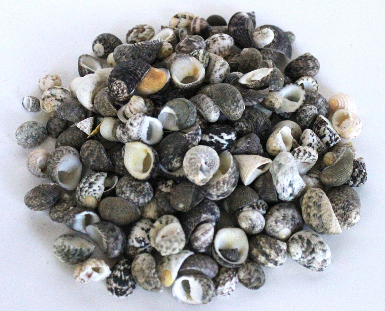 Neritina Decorative Craft Seashells - Nerite Marine Gastropod