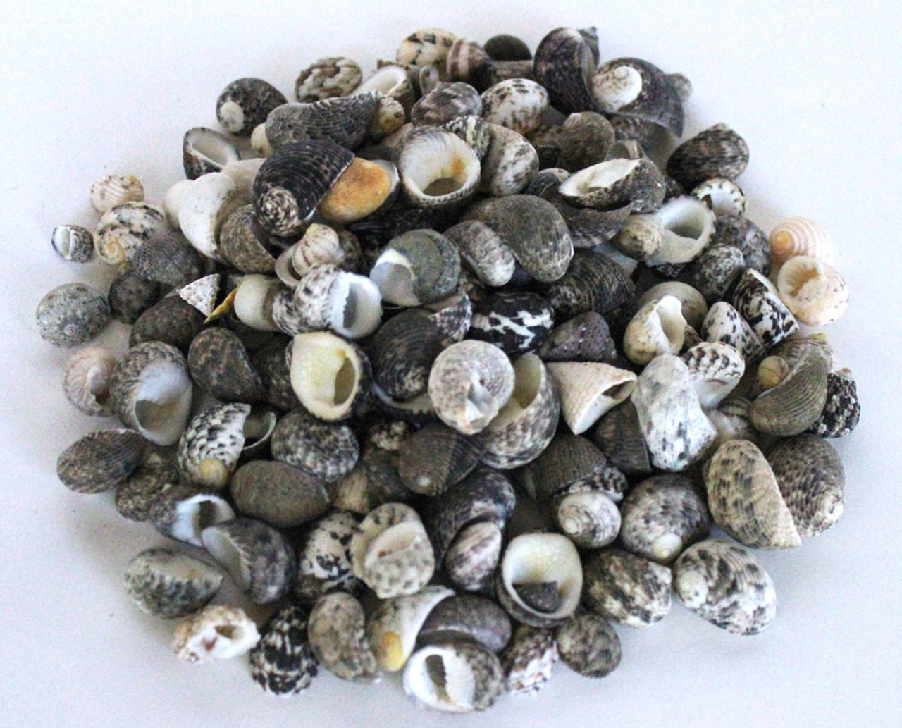 Neritina Decorative Craft Seashells - Nerite Marine Gastropod Snail Shell -  Bulk Craft Shells