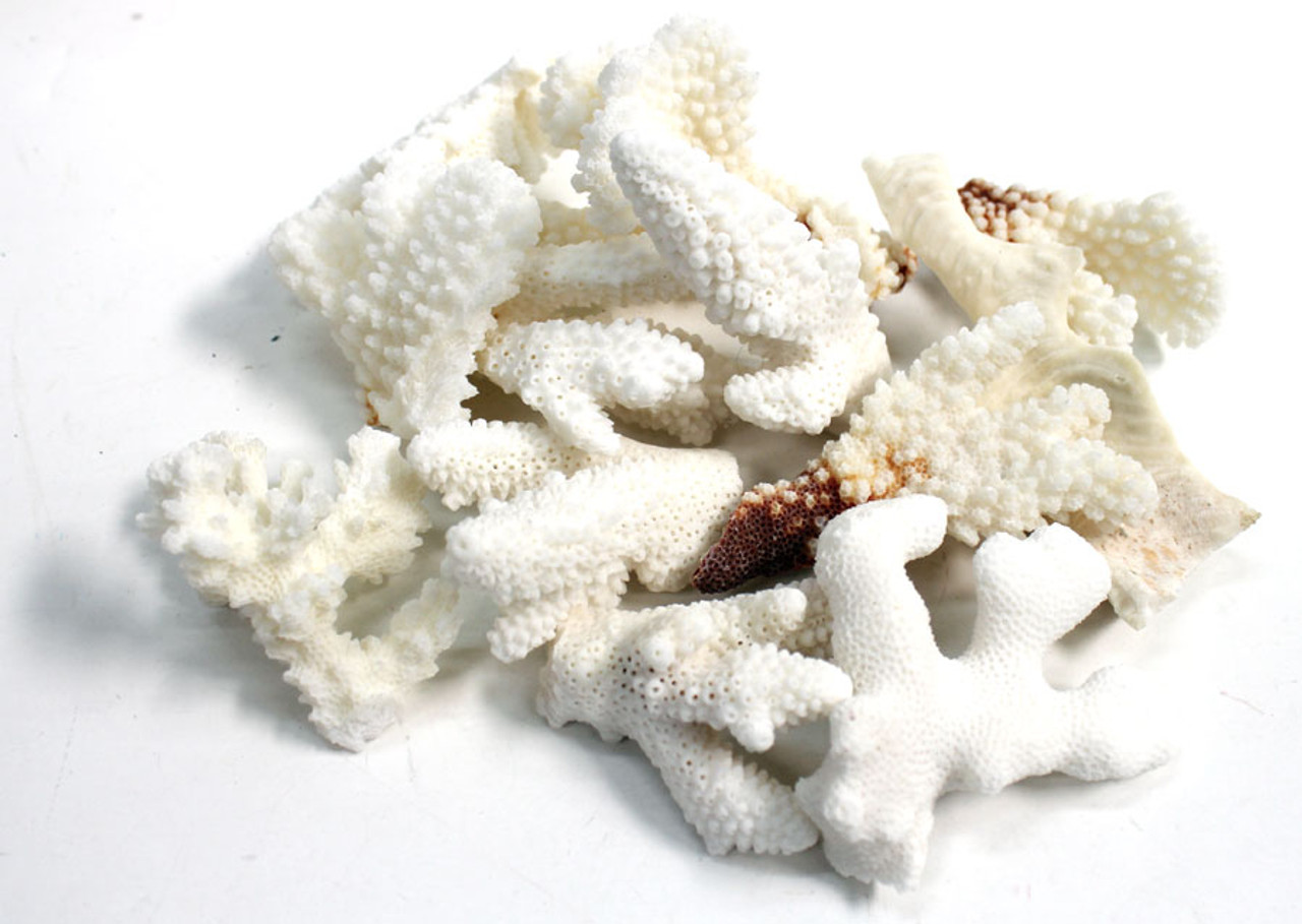 Decorative Coral Chunks - Natural Coral Pieces - Coral Decor