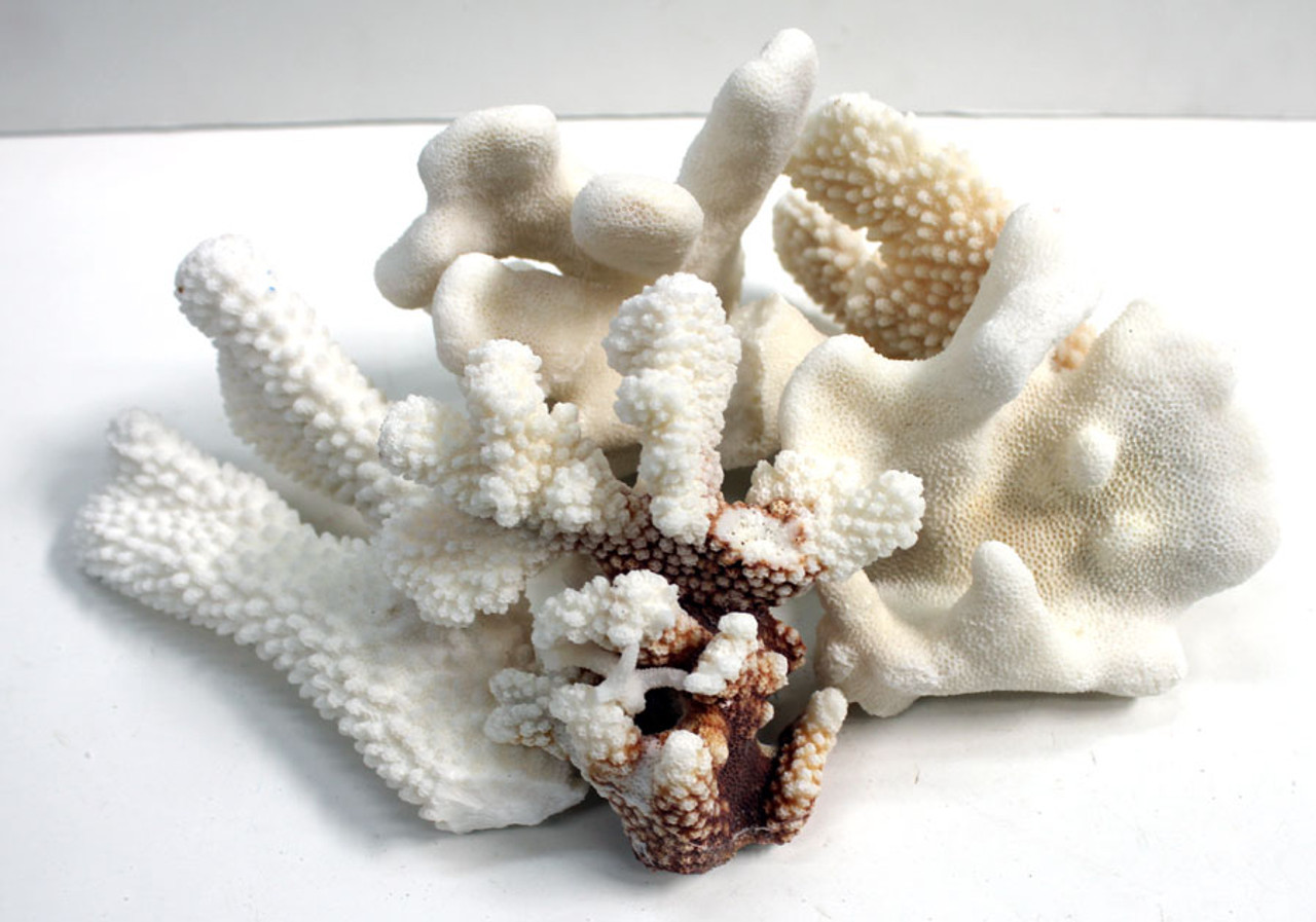 Decorative Coral Chunks - Natural Coral Pieces - Coral Decor
