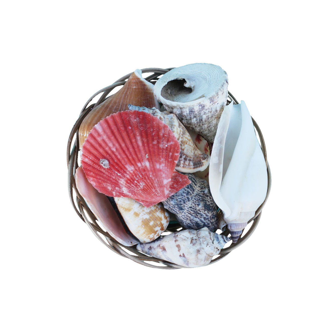 6 Shell Basket - Assorted Craft Shells - California Seashell Company