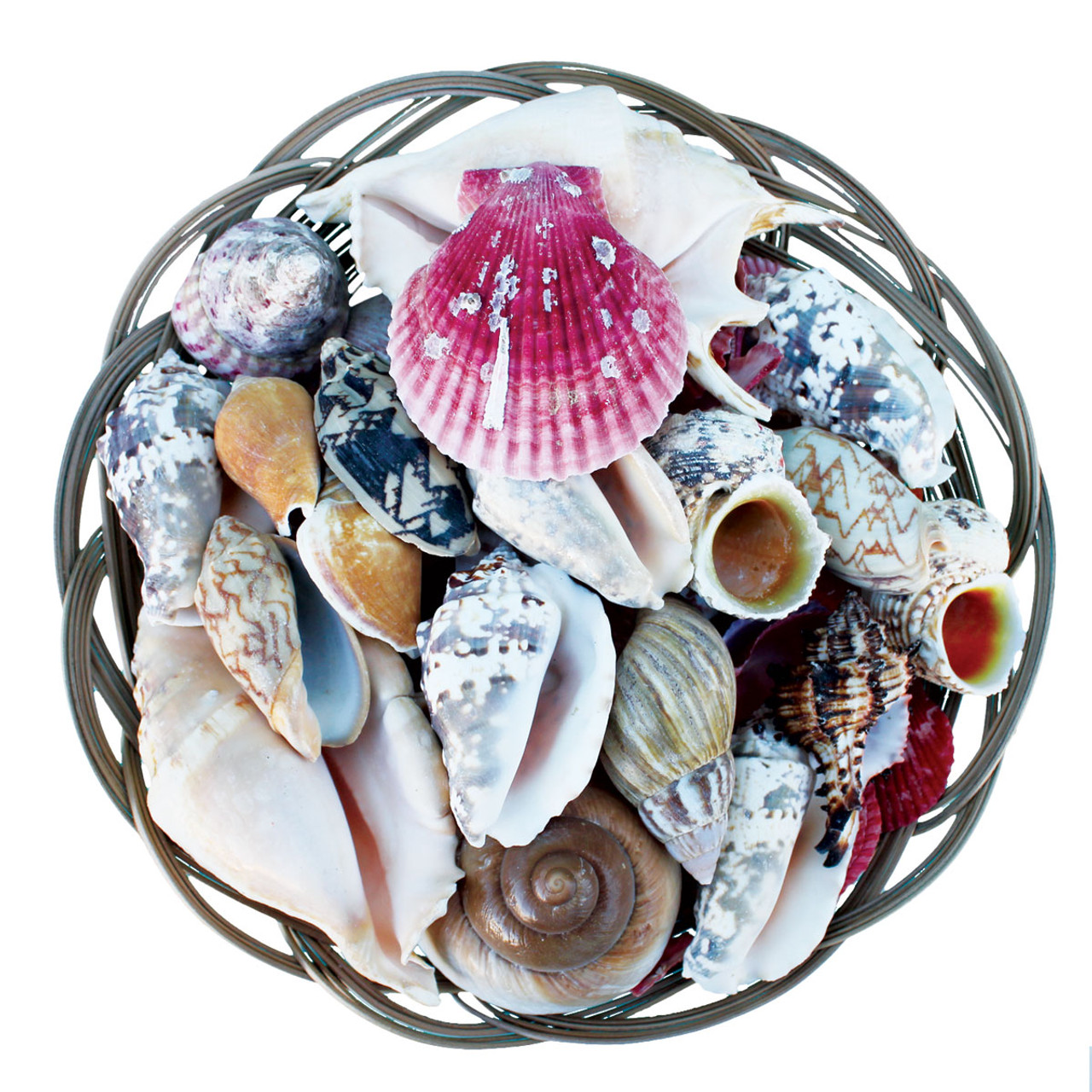 BASKET OF SEA SHELLSASSORTED SIZES