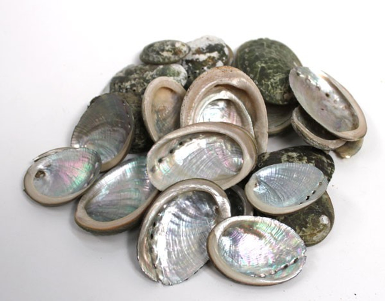 Abalone Shell, Small