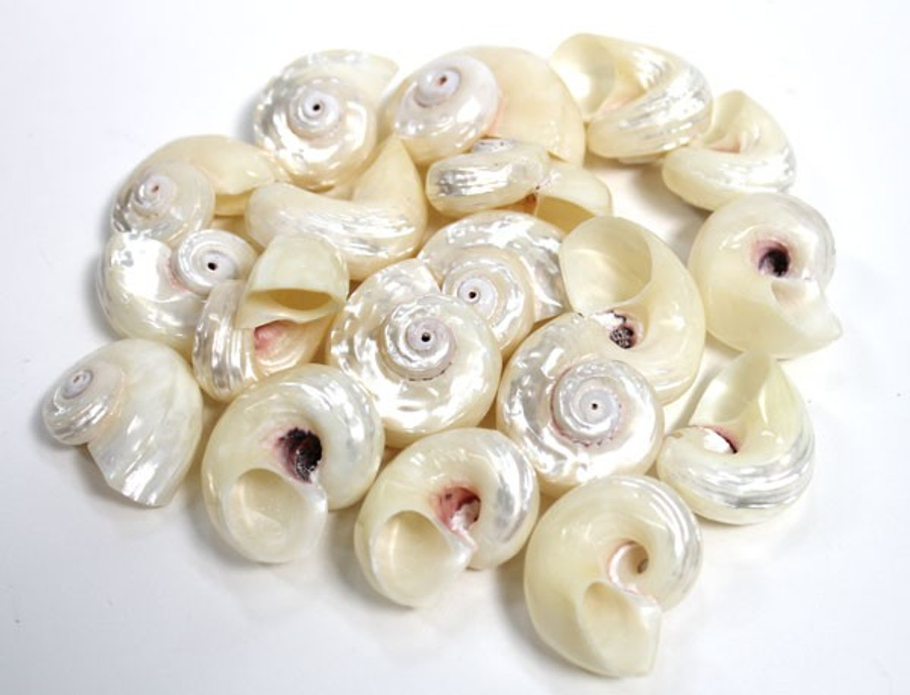 Wholesale delphinula laciniata shells for crafts