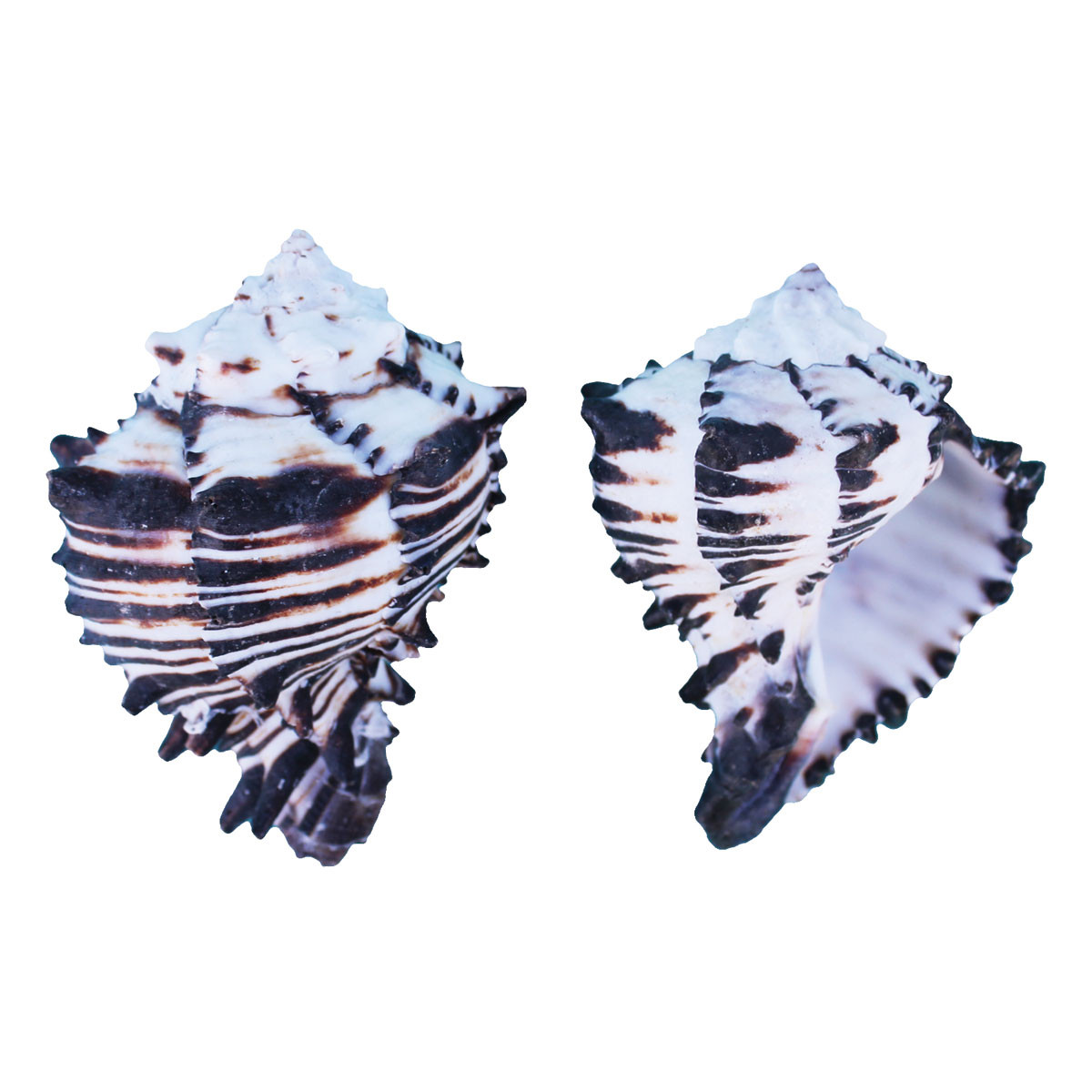 Black Murex - Murex Shells - California Seashell Company