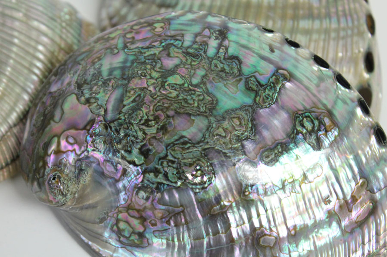 Green Abalone Sea Shell - Ace of Vase