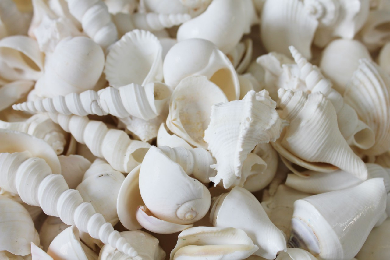 White Sea Shell Mix Beach 18 Pieces Wedding Decor Sea Shells Bulk