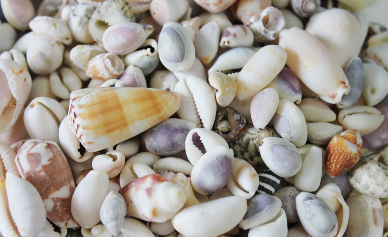 Tiny Indian Shell Mix Up to .25 (kilo)