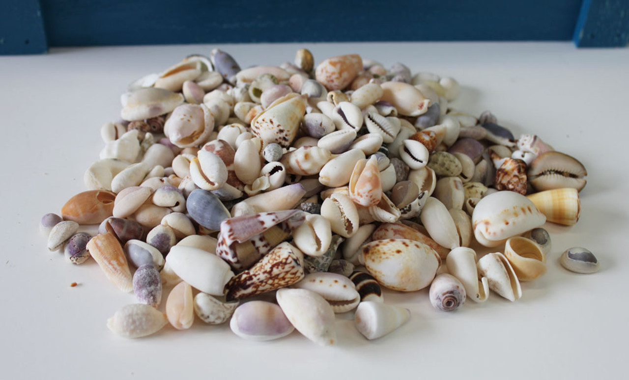Tiny Indian Shell Mix Up to .25 (kilo)