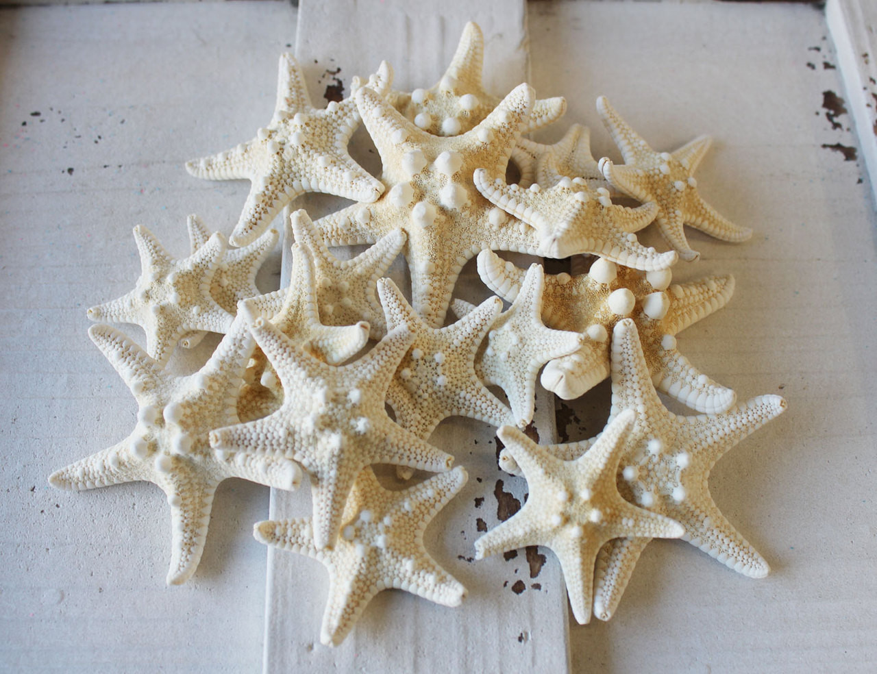 Natural Knobby Starfish, Wedding Starfish Decorations