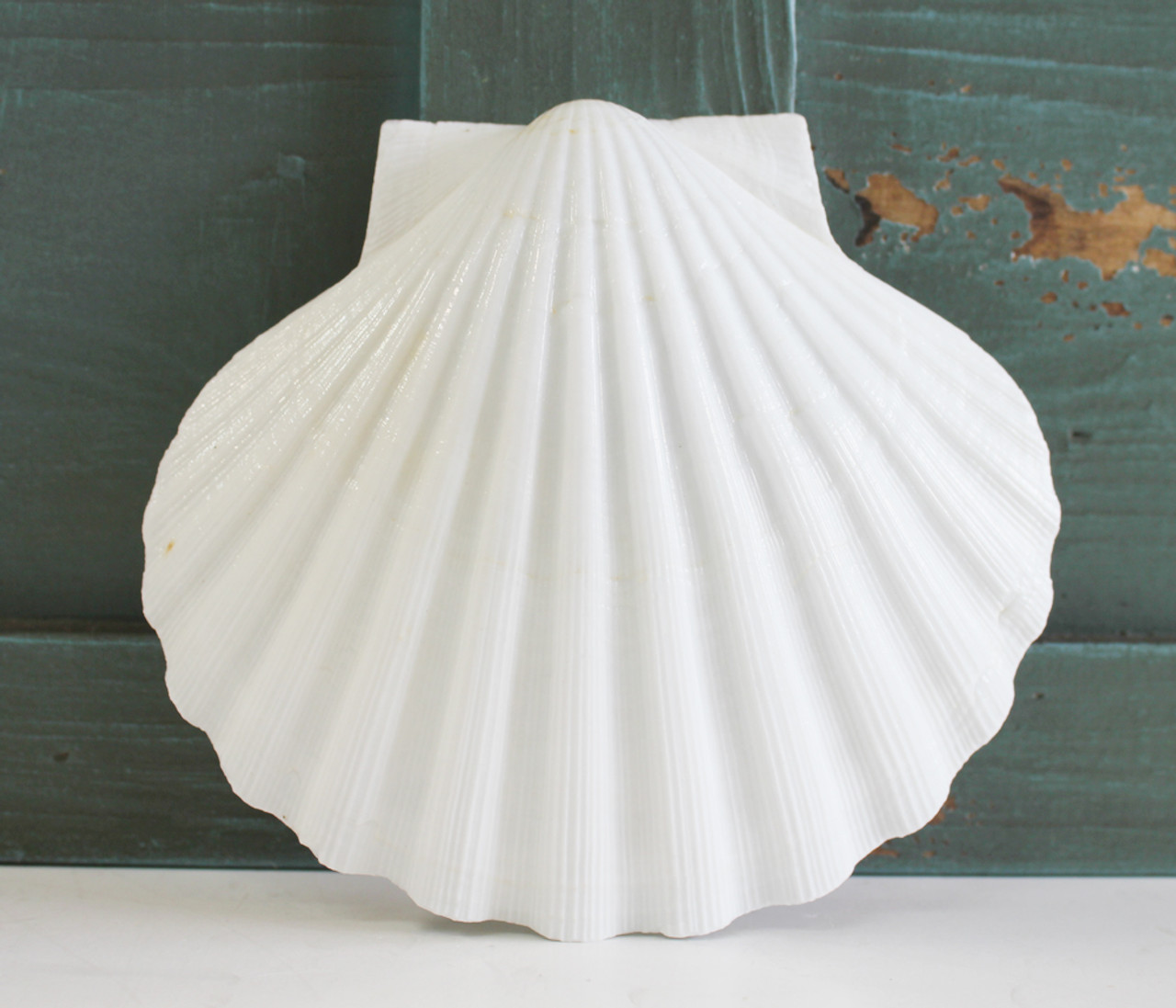 Giant White Irish Scallop Seashells - White Pectin Shells - Beach Wedding  Decor - California Seashell Company