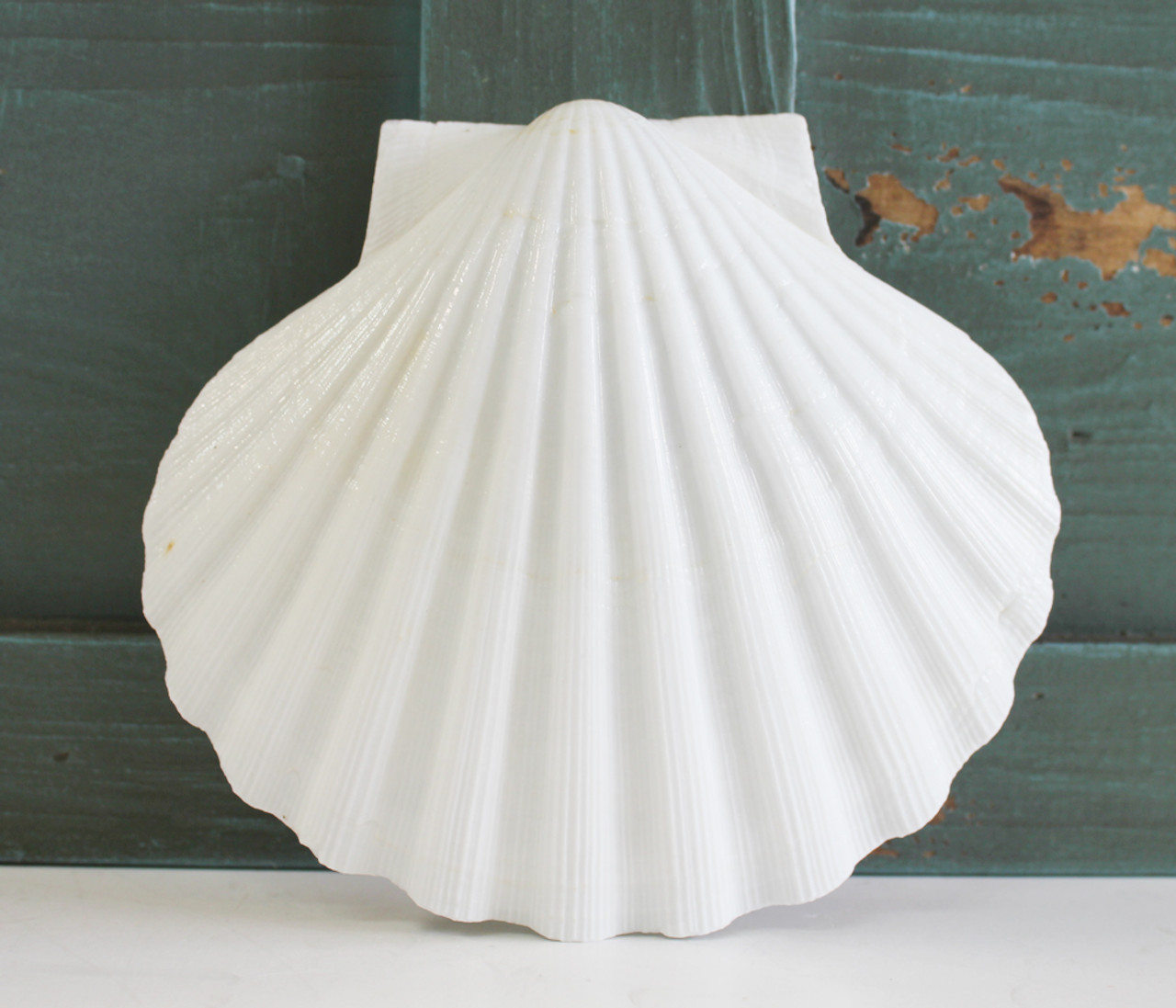 Irish Flat Pectin Seashells - Irish Scallop Shell - Craft Shells