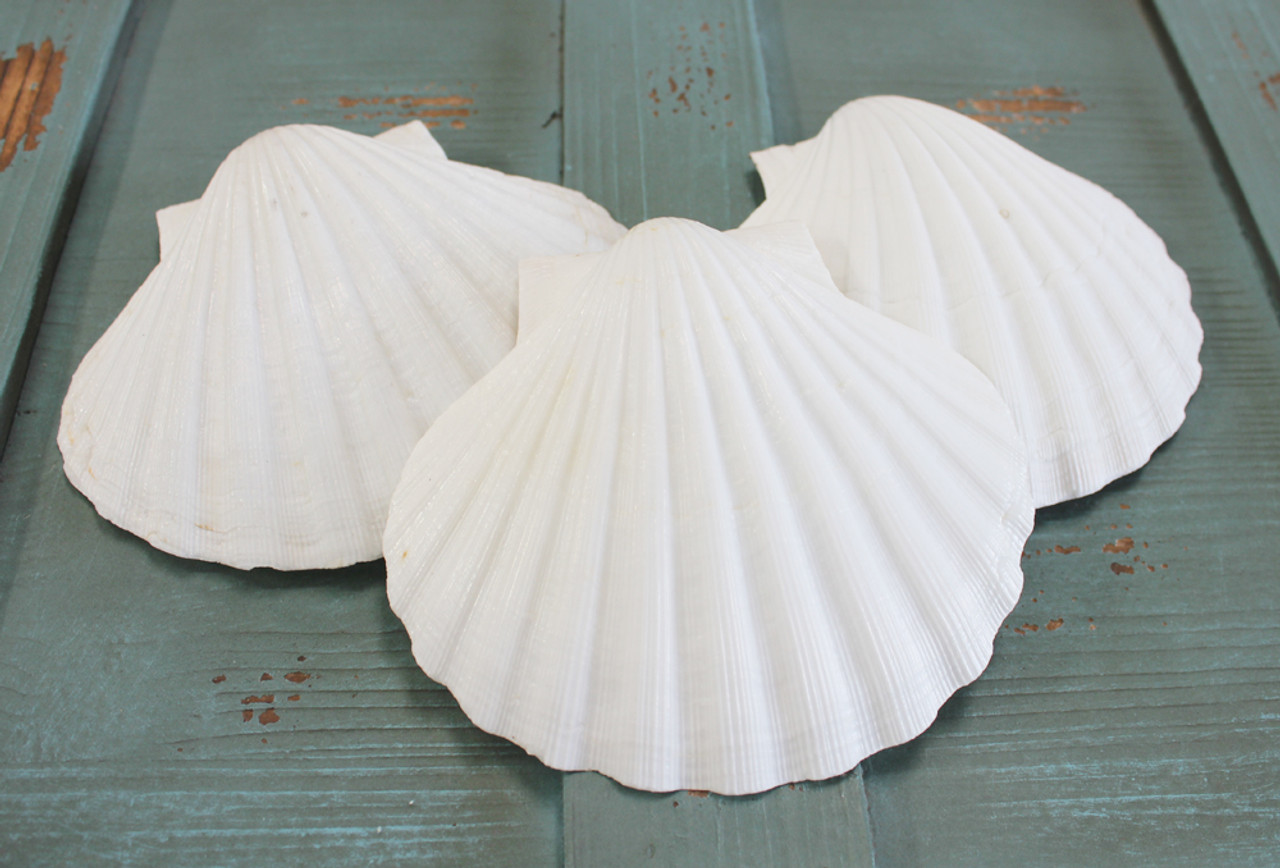 Giant White Irish Scallop Seashells - White Pectin Shells - Beach