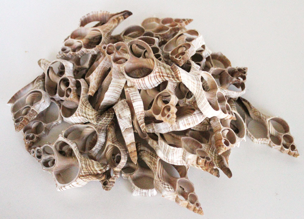 Center Cut Fox Shell - Sliced Shells for Crafts - California Seashell Co