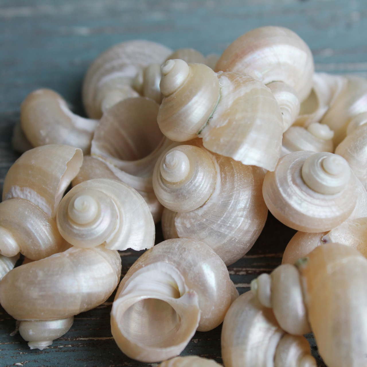 24PC Pearl Seashells, Astrea Pearl Turban Shells, Pearl Turbo Shells, –  Beach Grass Cottage - Artisan Handmade Beach Decor