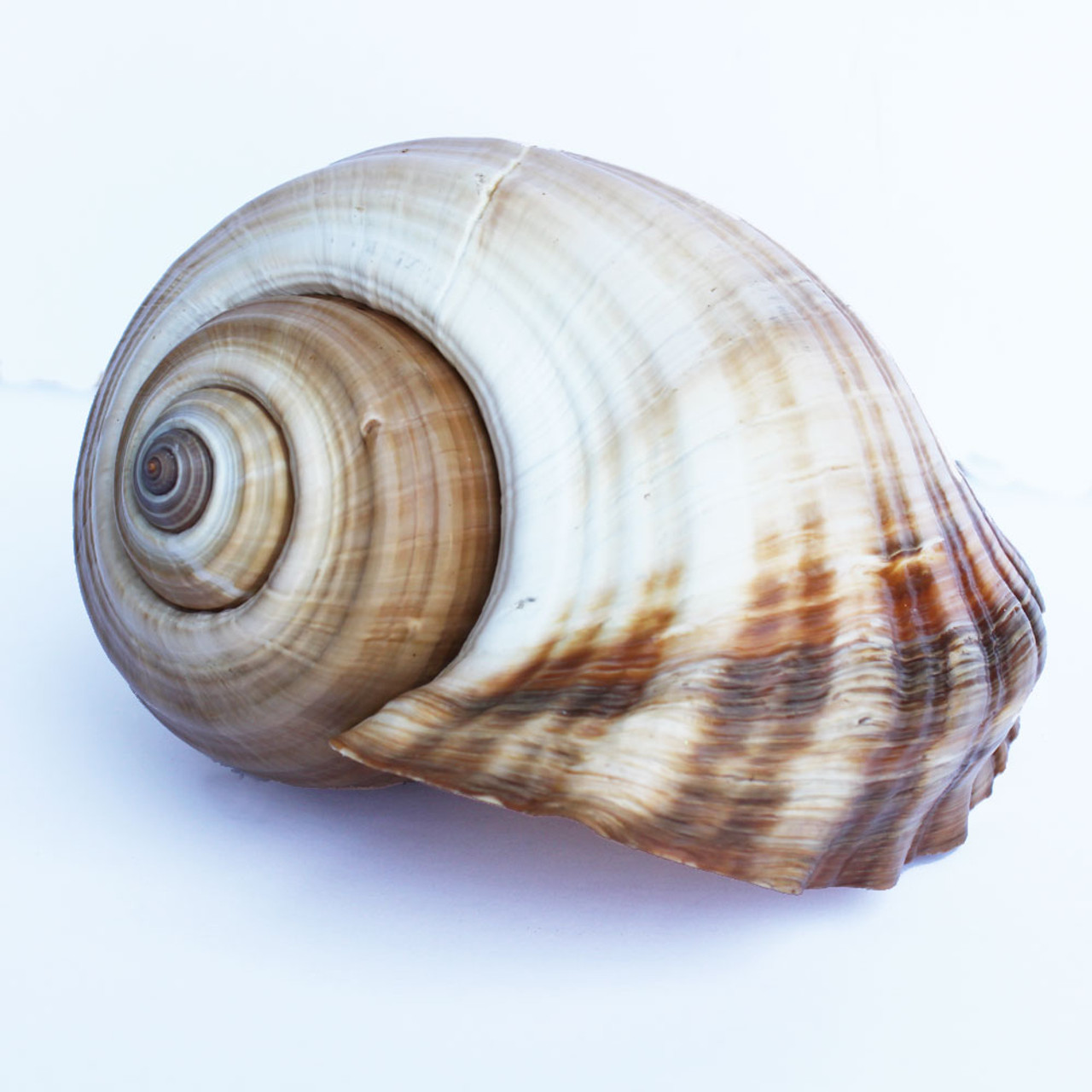 Tonna Sulcosa Shell-1 Piece-sea Shells for Crafting-tona Sea Shells-beach  Wedding Decor-large Shells-collectors Shells-she Shells-shells 