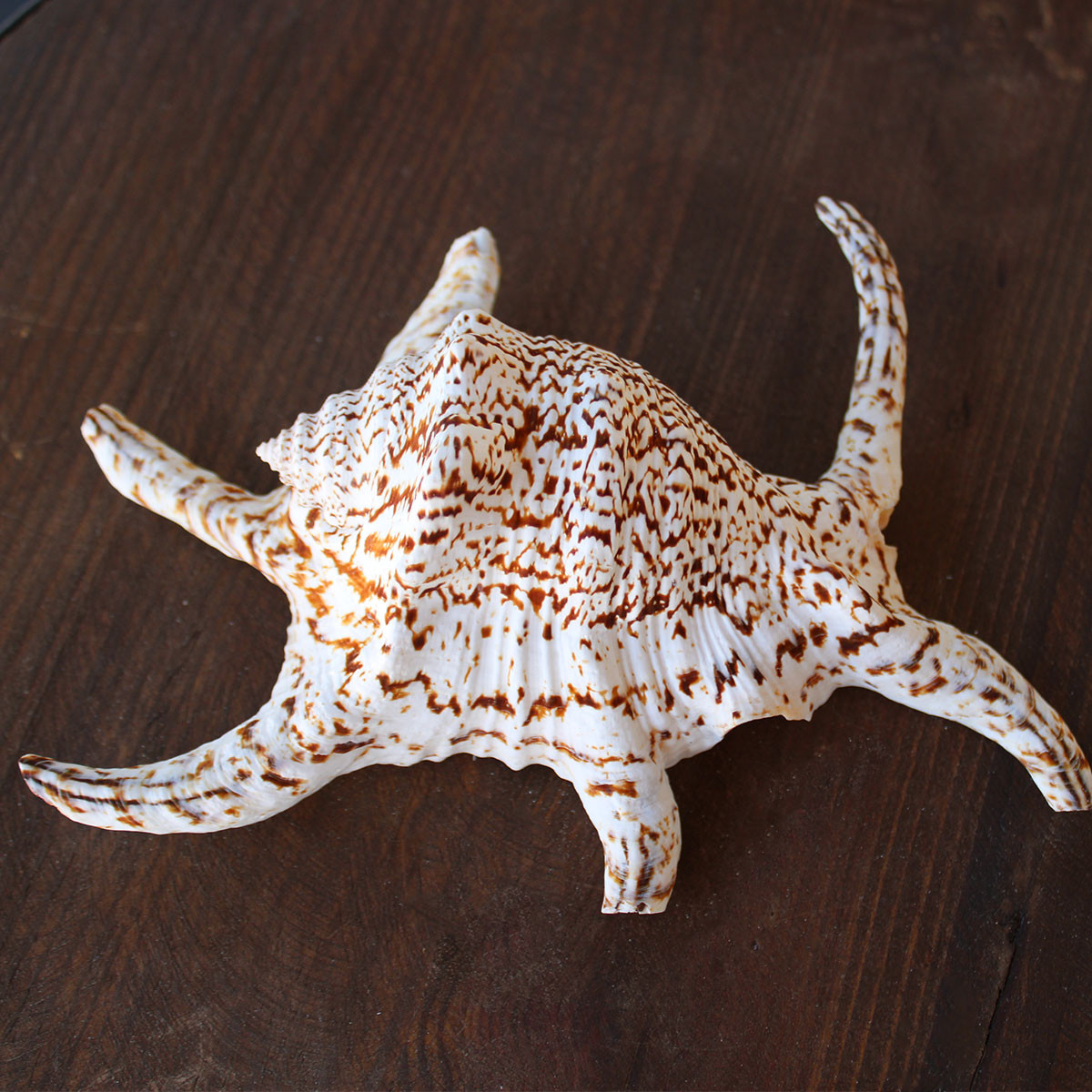 Chiragra Spider Conch Seashells - Lambis Chiragra - California