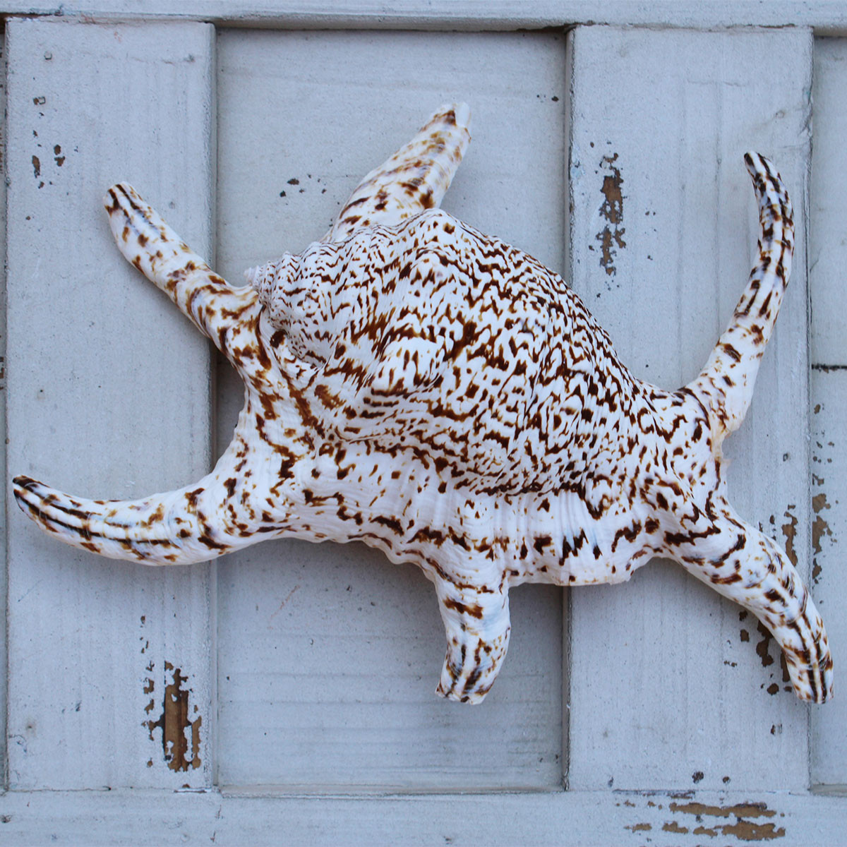 Chiragra Spider Conch Seashells - Lambis Chiragra - California