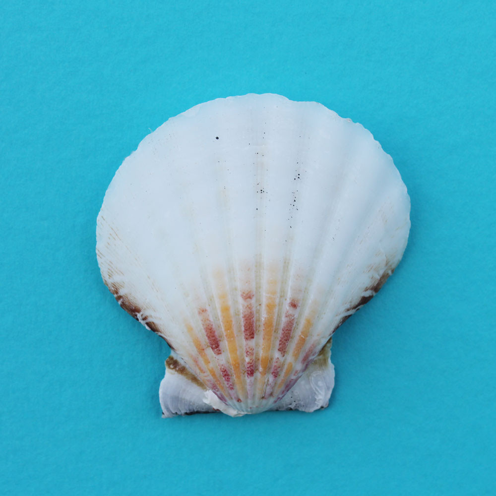 White Pectin Shell Magnet - Seashell Decor - Calfiornia Seashell Company