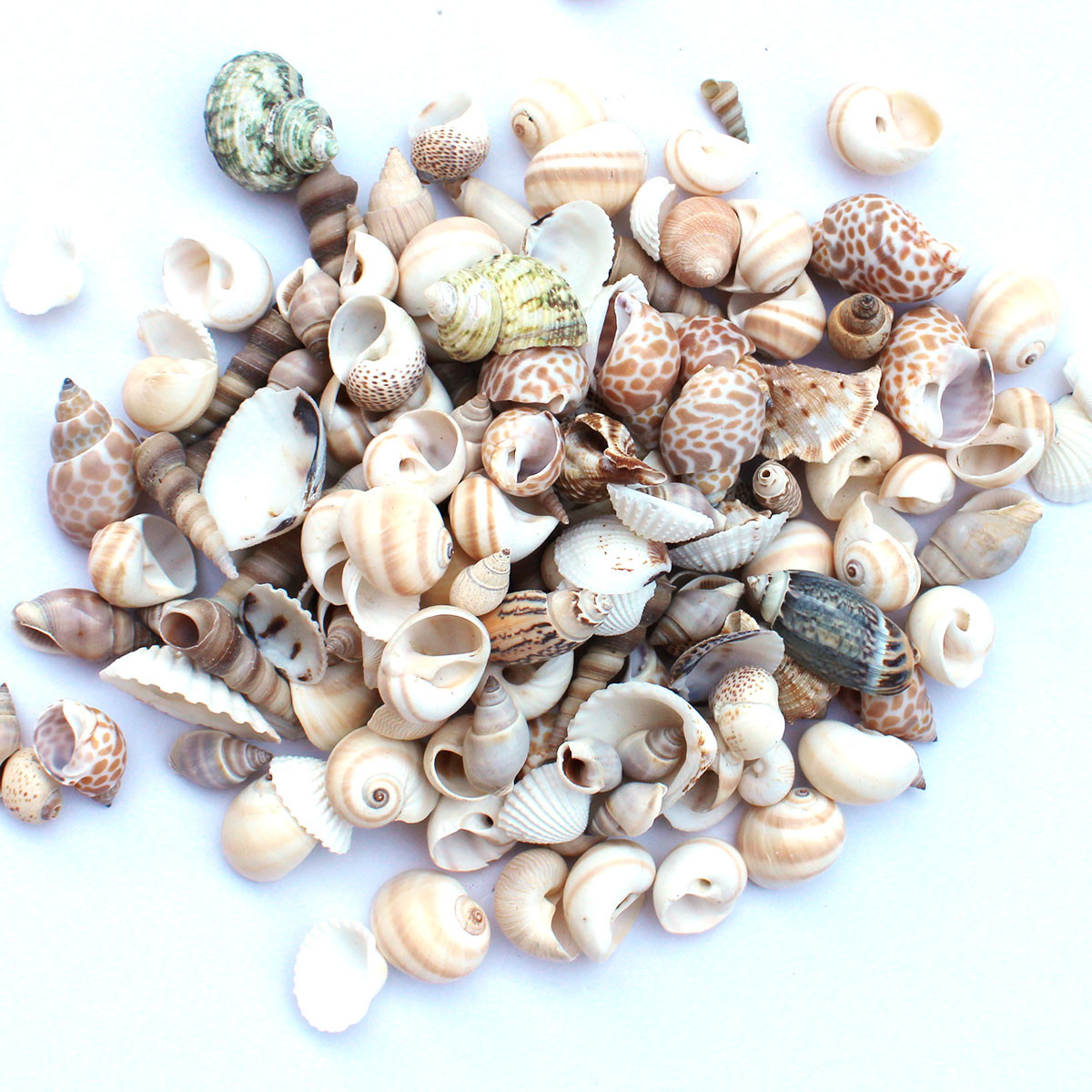 Mixed Seashells - Small Indian Shell MIx - Bulk Shells - California ...