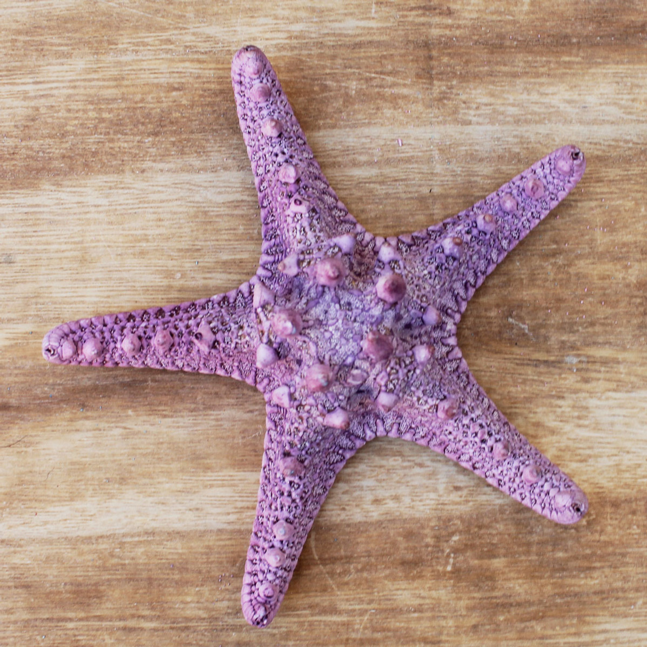 White Thorny Starfish - Knobby Sea Stars - Bumpy Star - California