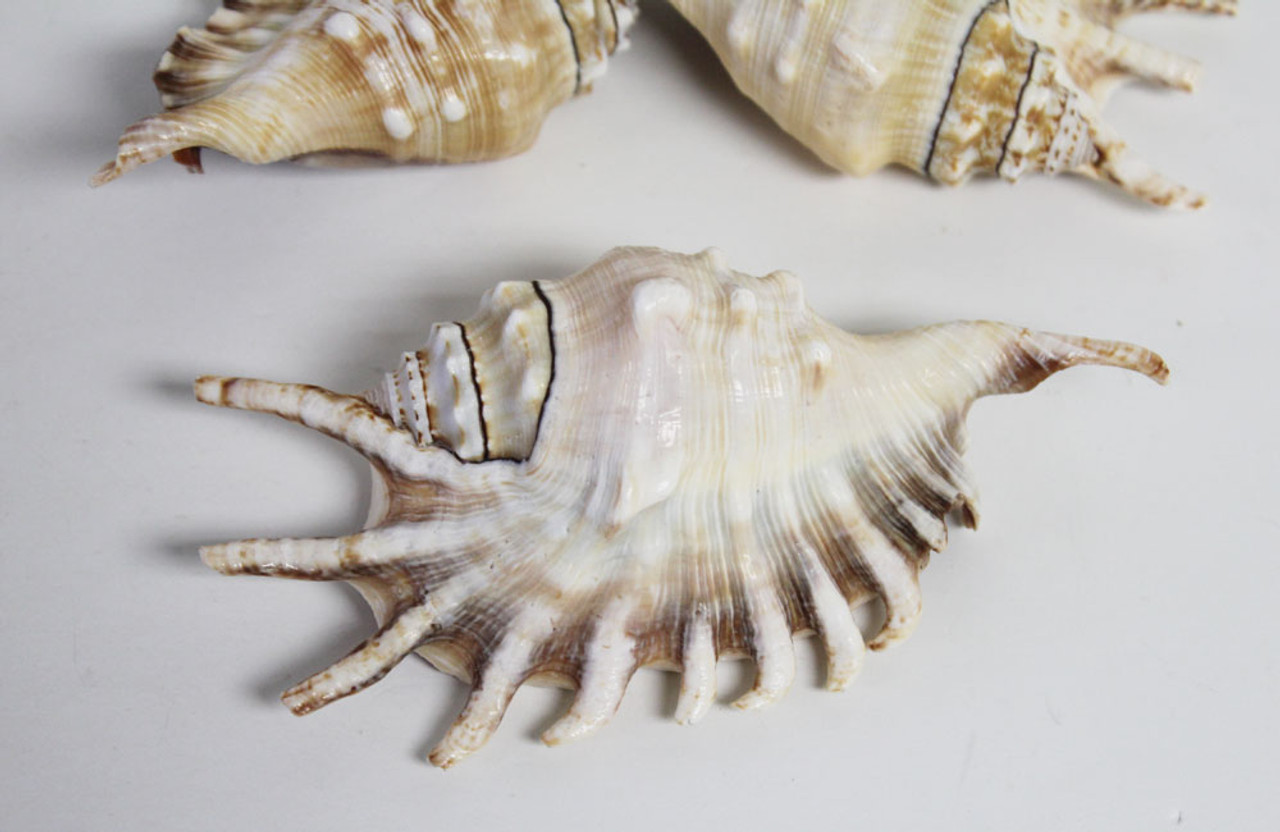 Sea Shells Photos for Sale 