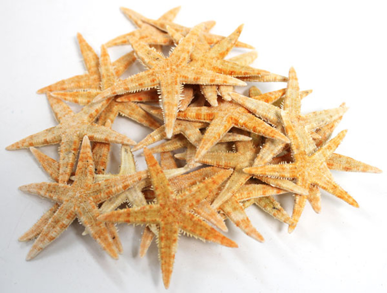Small P.I. Starfish - Sea Stars - California Seashell Company