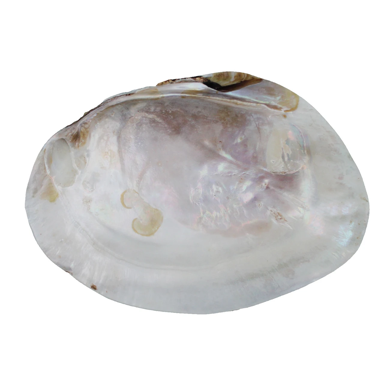 Half Bird Shell Natural Oyster Half Shell - Clam Shells - Smudging - California ...