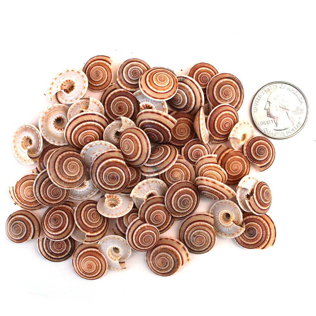 Seashells for Sale - Bulk Seashells- Shells for Crafts - CA Seashell Co