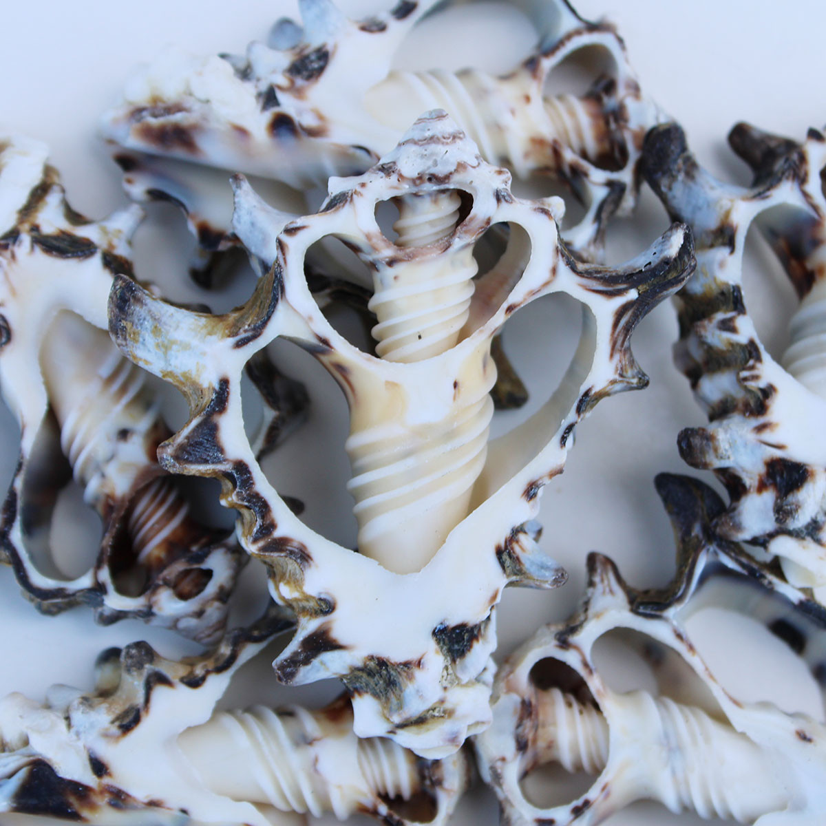 Black Vacuum Seashell 100 Pieces - Bulk Craft Seashells - Center