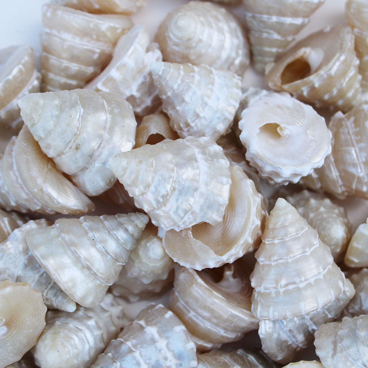 Pearly Top Sea Shells