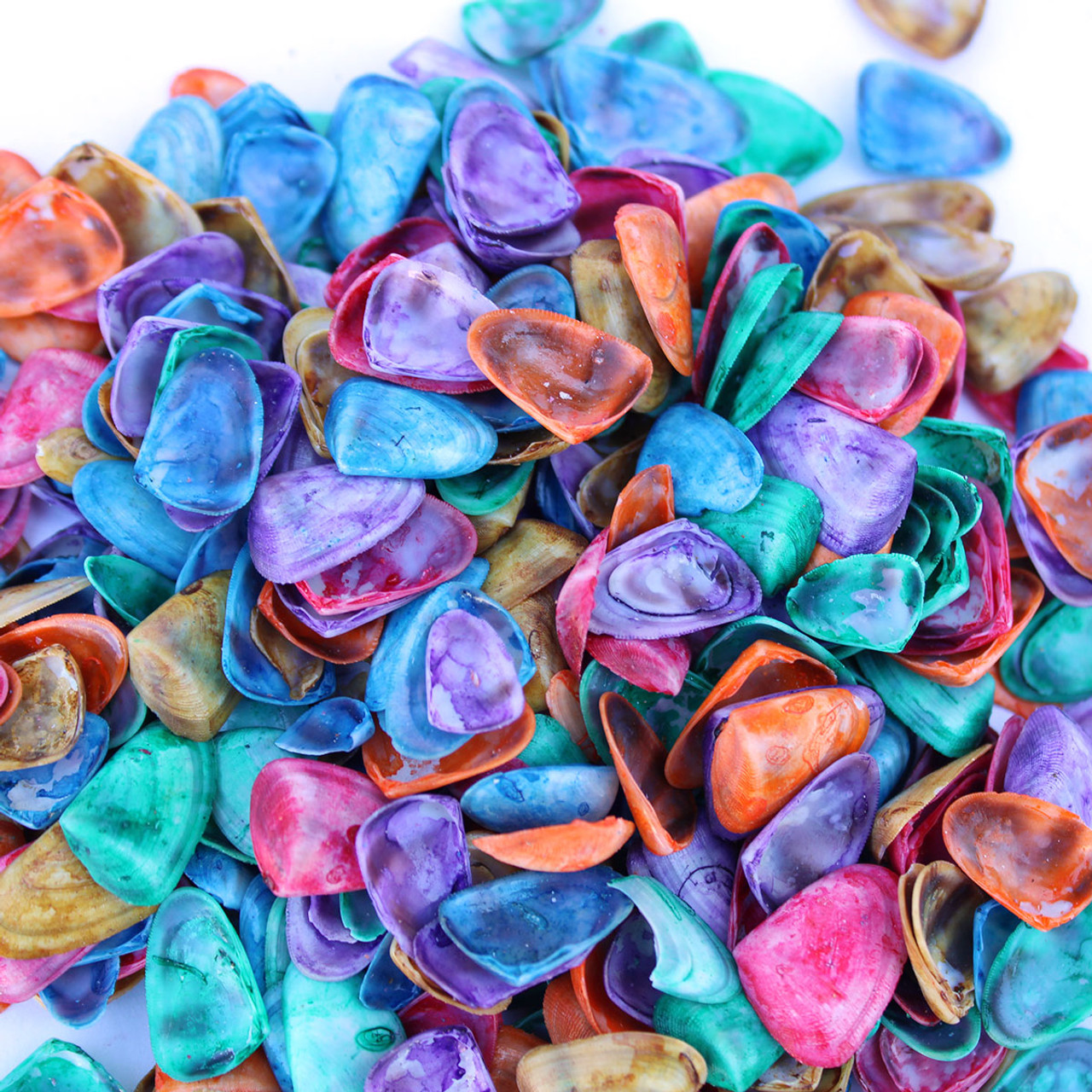 Case of small wholesale Clam Rose shells for crafts