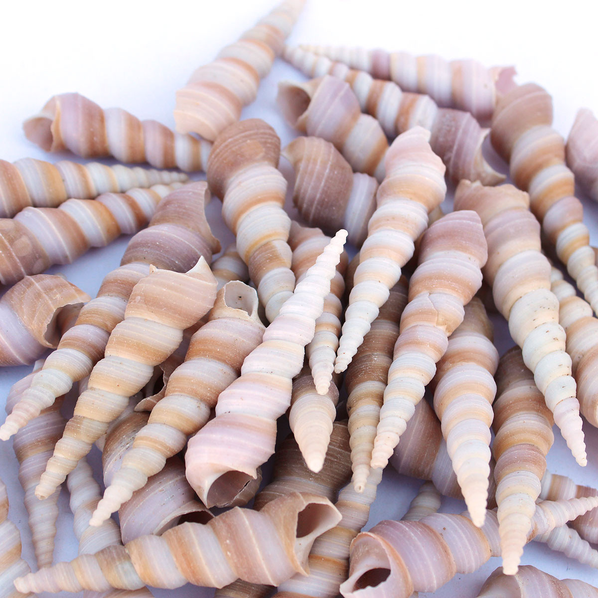 Purple Turitella Seashells - Tower Sea Snails - Bulk Craft Shells