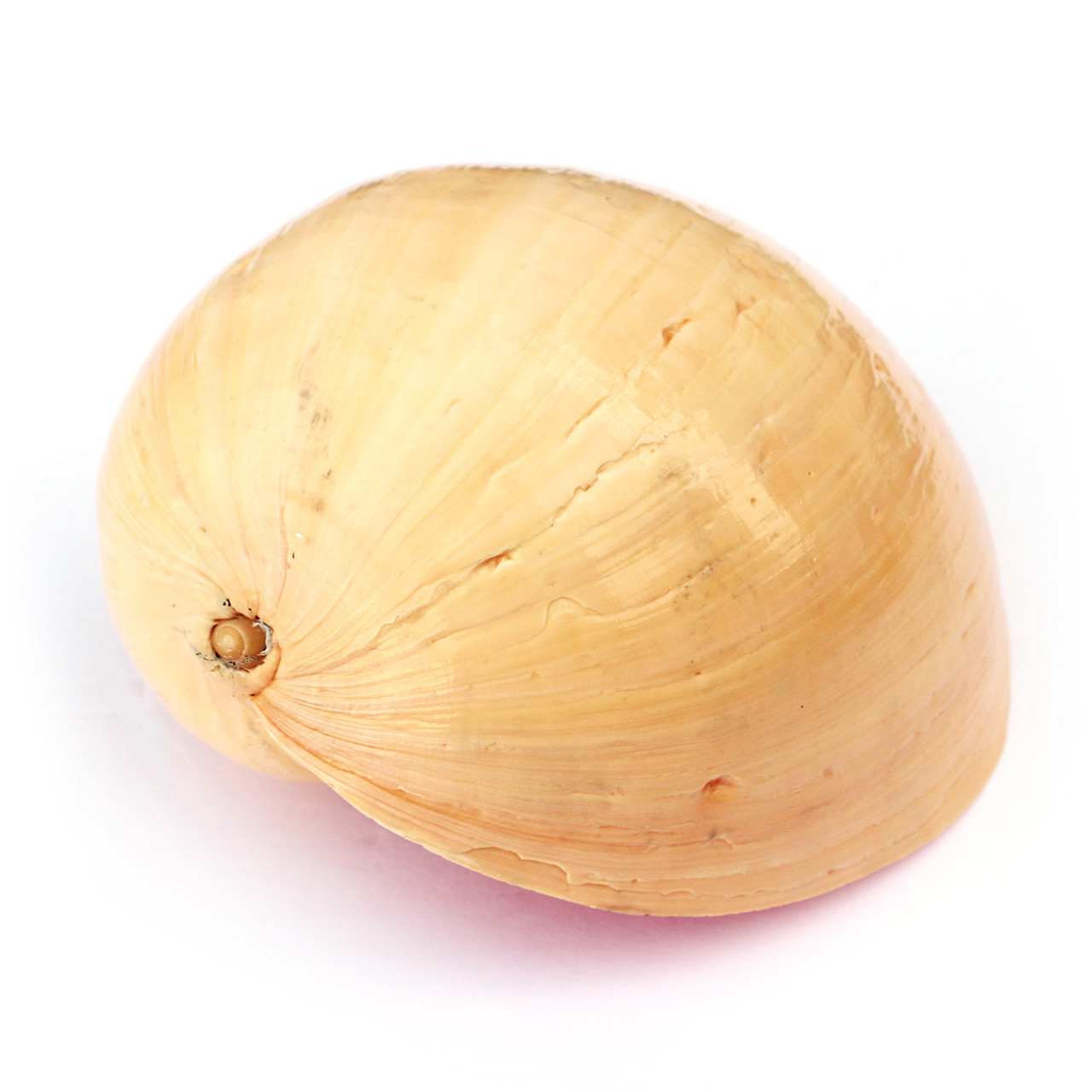 メロメロ(Melo melo)の貝殻だそうです。約15cm Small Melon Shells - Bailer Shell - California Seashell Company