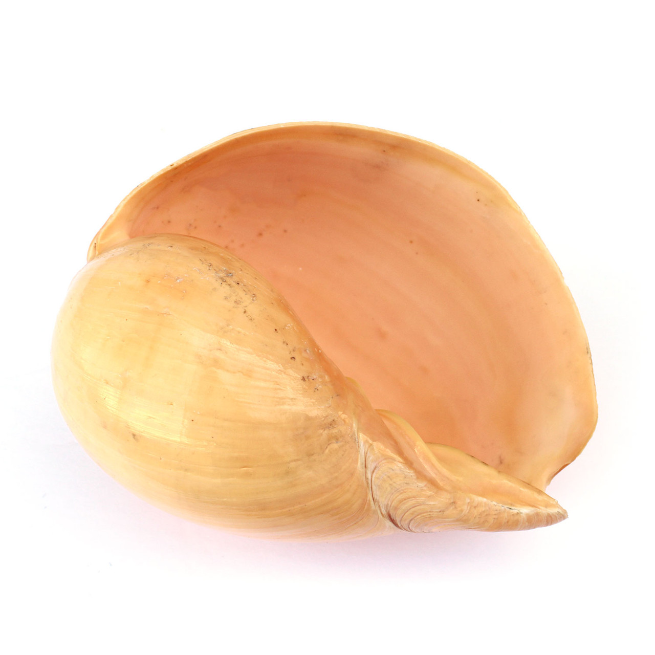 メロメロ(Melo melo)の貝殻だそうです。約15cm Small Melon Shells - Bailer Shell - California Seashell Company