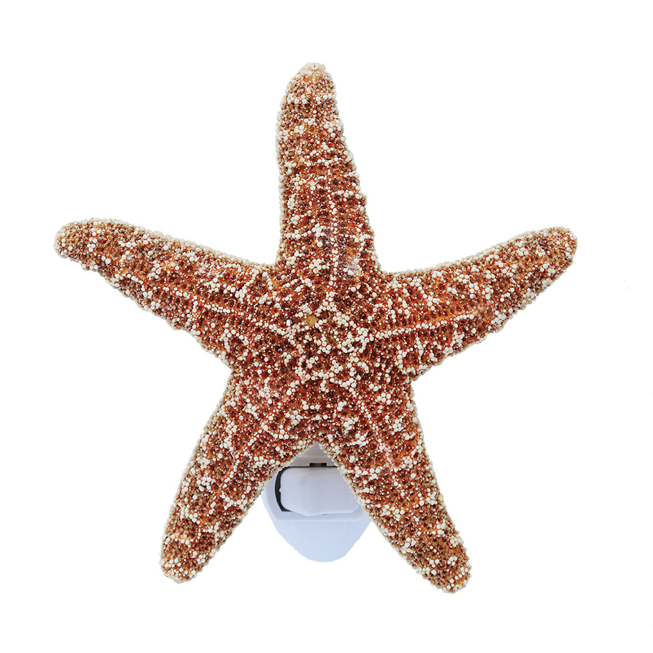 Starfish 2 Real Large Brown Sugar Starfish for Crafts and Decor