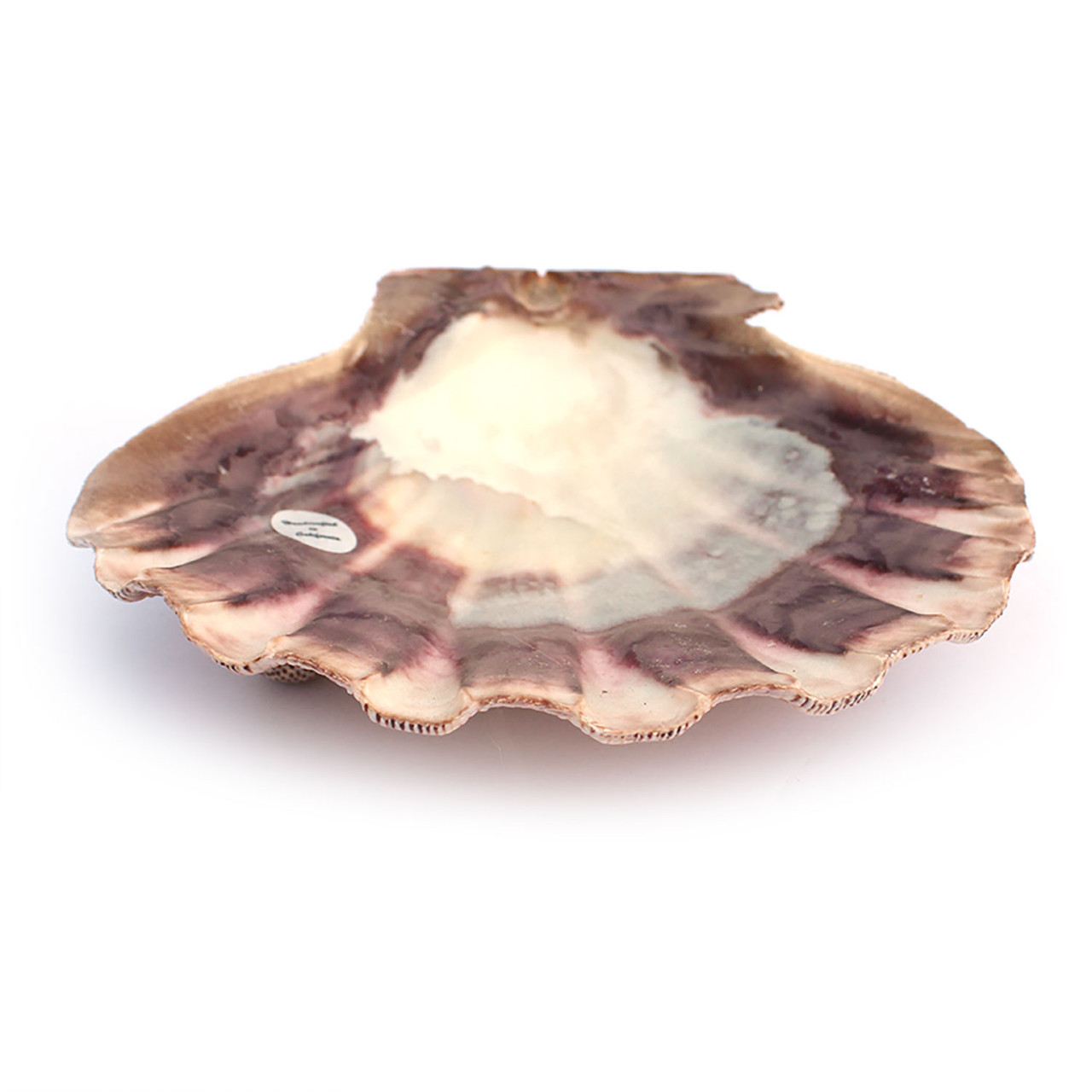 Natural Lions Paw Scallop Shell Large Seashells Coastal Home Decor