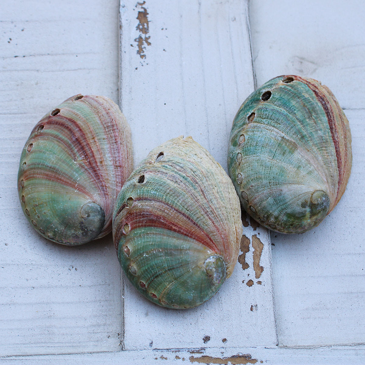 Small Red Abalone Seashells - Ear Shells - California Seashell Co