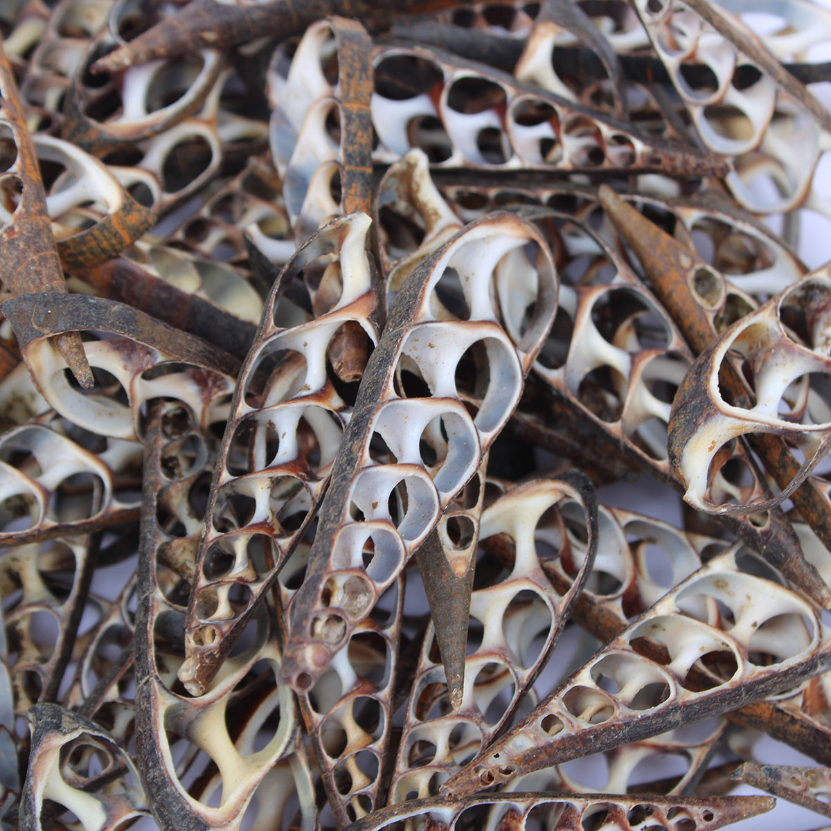 Center Cut Black Cerebra Shells - Bulk Craft Seashells