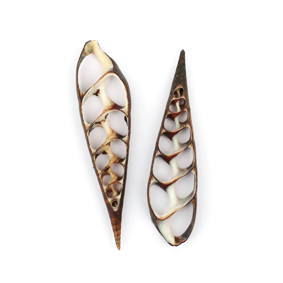 Center Cut Black Cerebra Shells - Bulk Craft Seashells