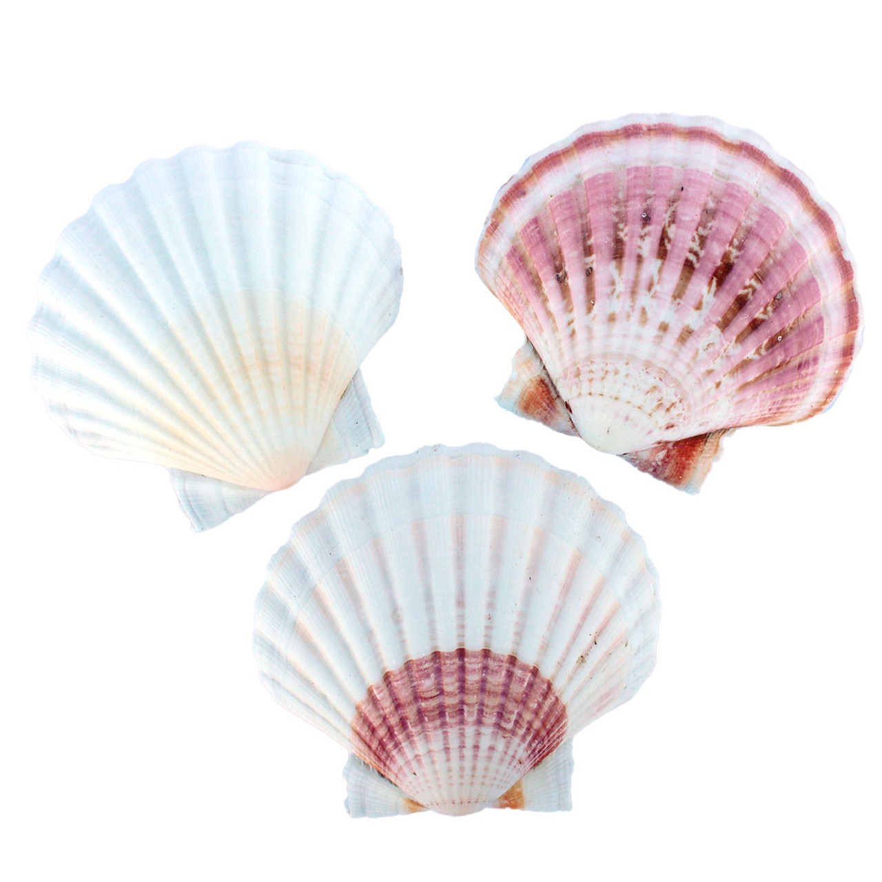 Colorful White Irish Scallop Seashells - Pectin Shells - Beach Wedding Decor