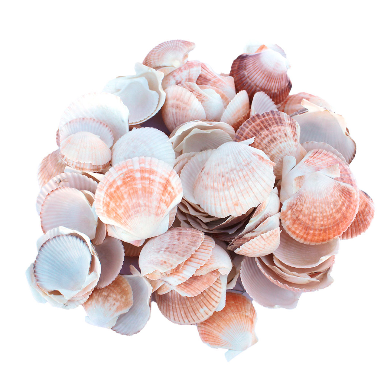 Clam Shell Crafting Accessories Supplies Decorative Styled Design