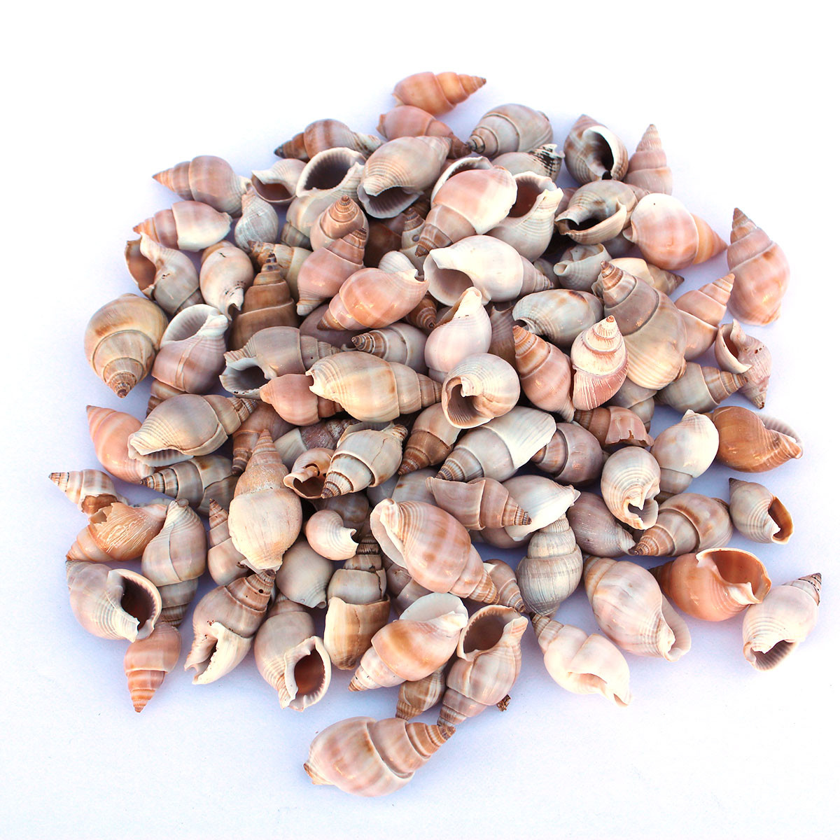 Nassarius Shell Types Channeled Nassa Shells - Nassarius Dorstatus - Tiny Craft Seashells ...