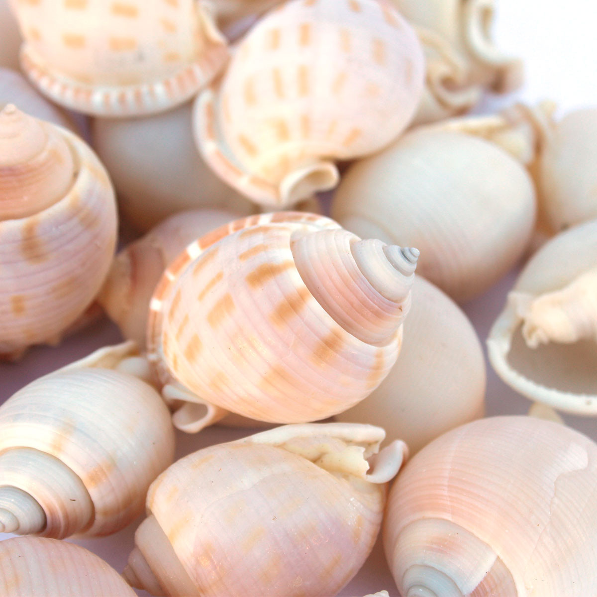 Small Bonnet Shell - Bulk Craft Shells - California Seashell Co