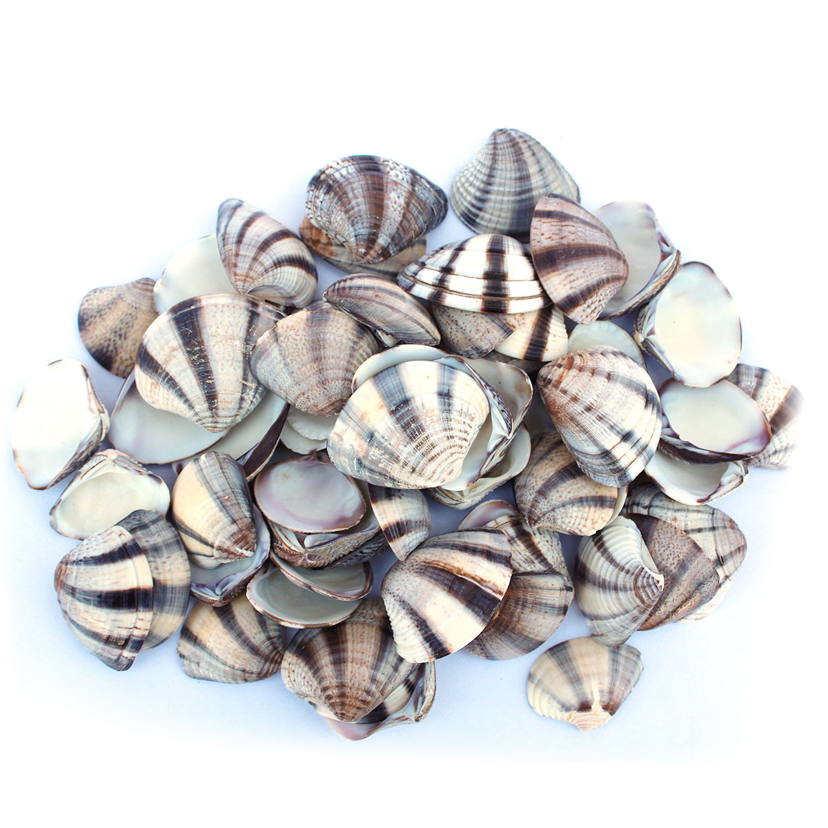 Black and White Zebra Stripe Donax Seashells - Coquina - Bulk